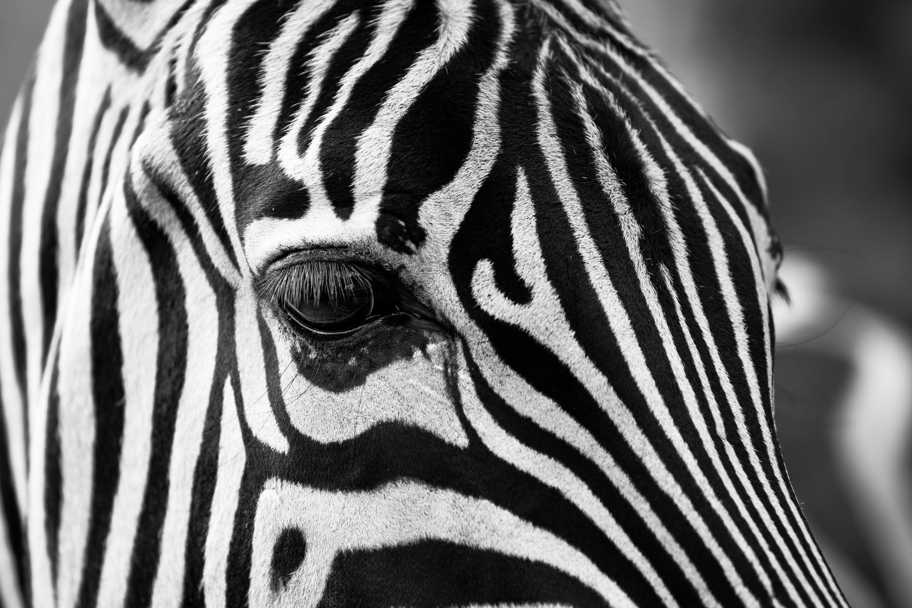 zebra crossing animals zoo stripes